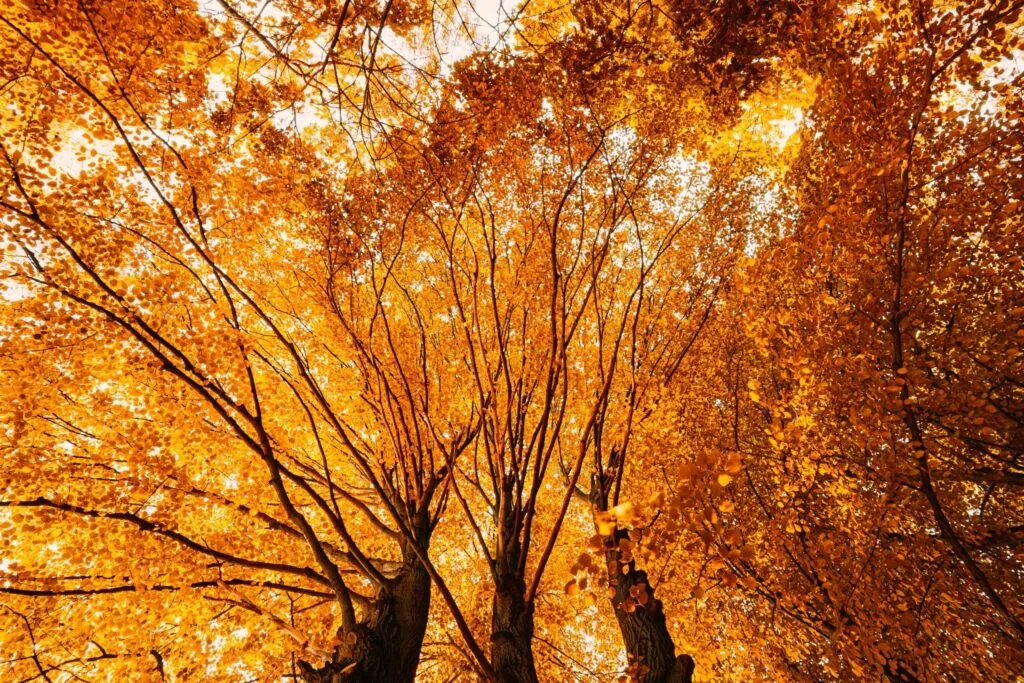 A canopy of golden autumn leaves.