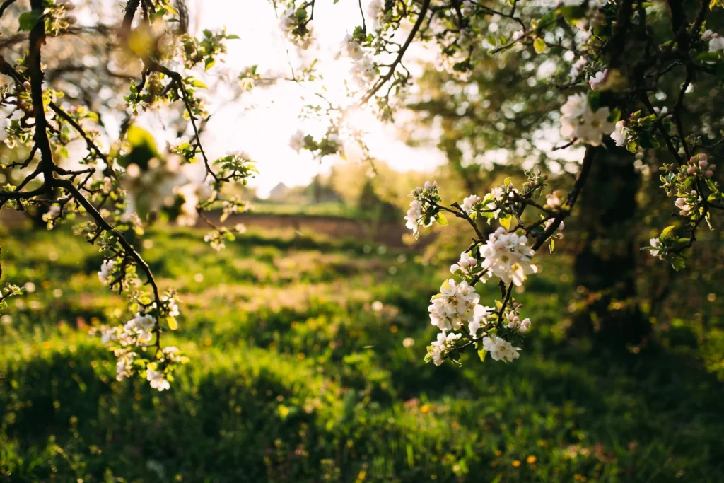Apple blossom over a sunlit spring meadow.